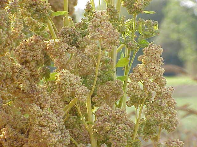 150 Cherry Vanilla Quinoa Seeds – Chenopodium quinoa – Non-GMO Ancient Grain!