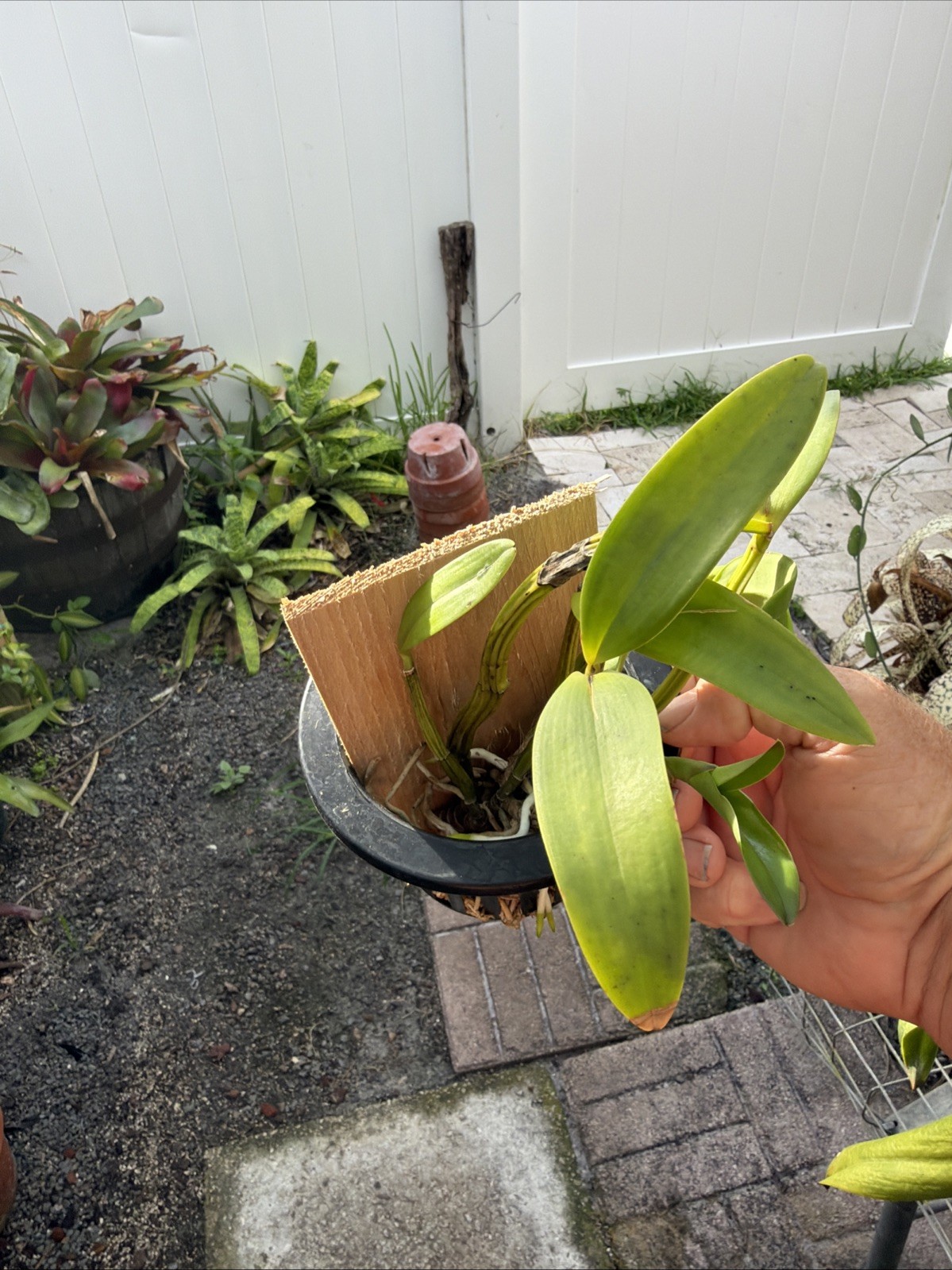 Myrmecocattleya Luster ‘Gazelle’ Schomburgkia Orchid Plant Bare Root