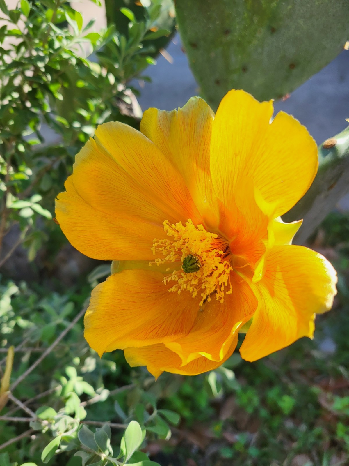 1 Nice Pad Opuntia engelmannii West Texas PRICKLY PEAR CACTUS nice yellow blooms