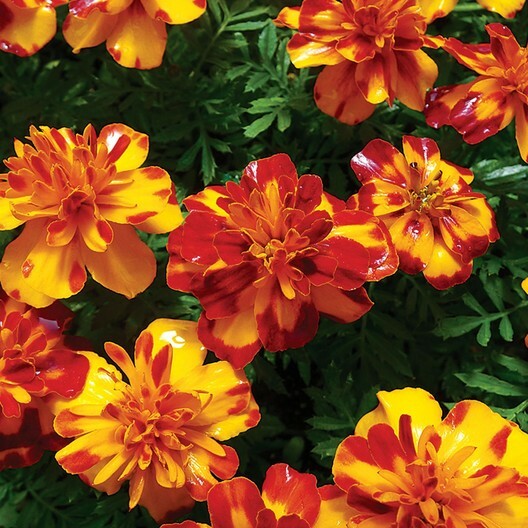 French Marigold BOLERO Mix FIERY COLORS Dwarf Beneficial Plant Non-GMO 100 Seeds
