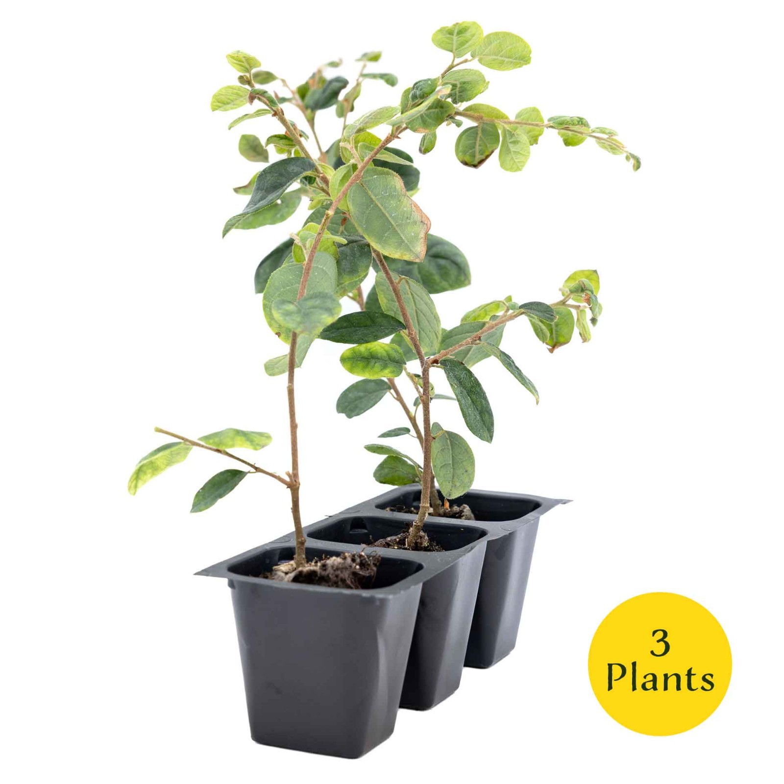 3 Chinese Fringe Flowers, Live Plants in 2.5″ Cubes (Loropetalum chinense)