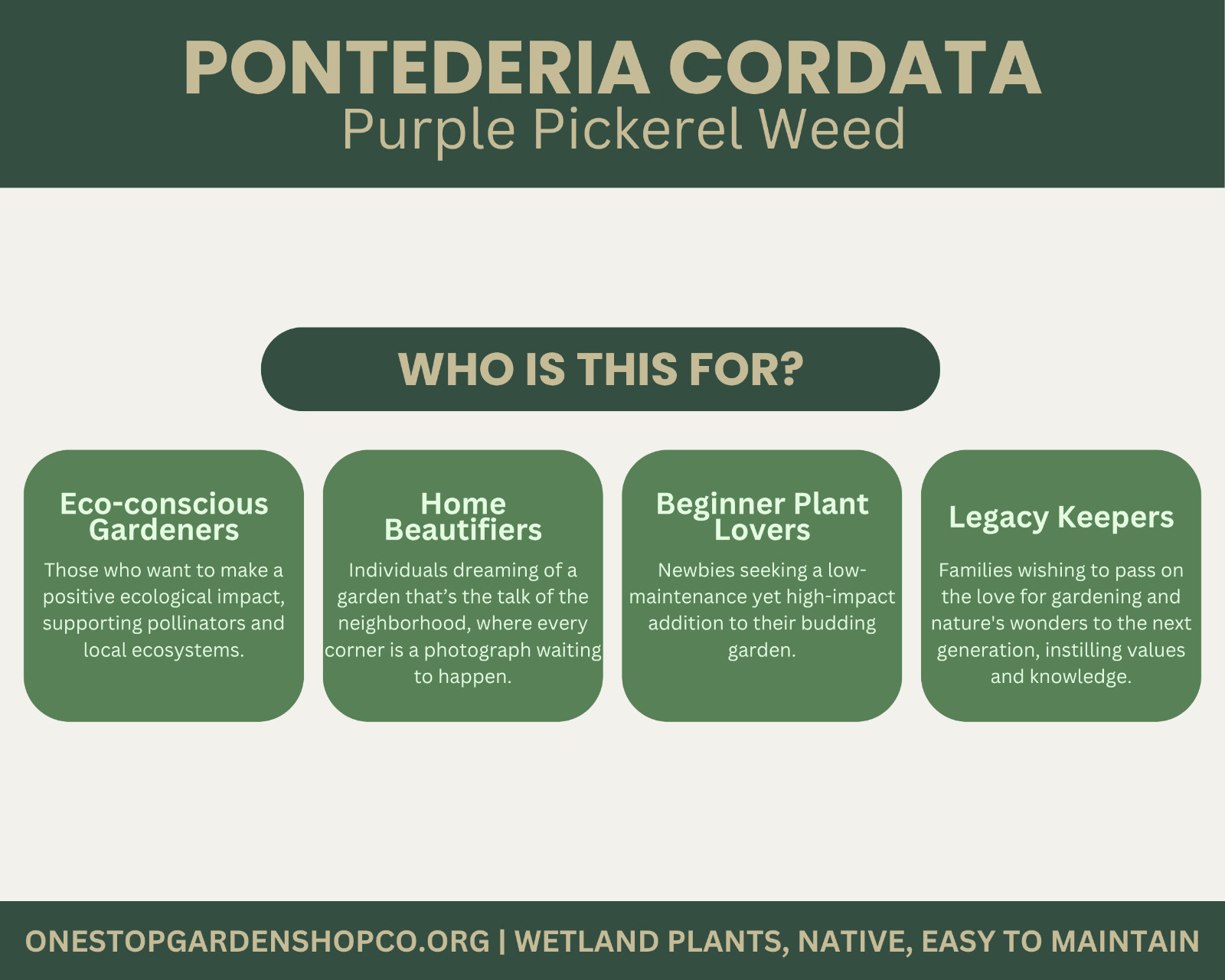 Pontederia cordata | Pickerel Rush | Purple Pickerel Weed | Bareroot