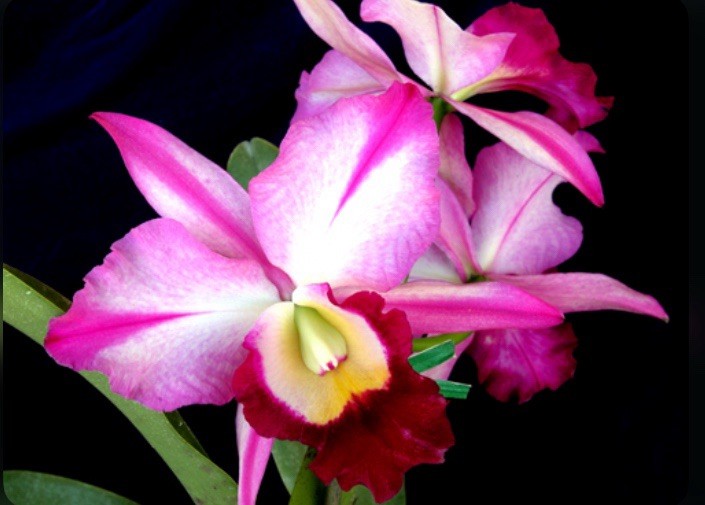 Rlc Fatari ‘Carmela’ Pink Purple White Fragrant Mericlone Large Orchid 2.5” Pot