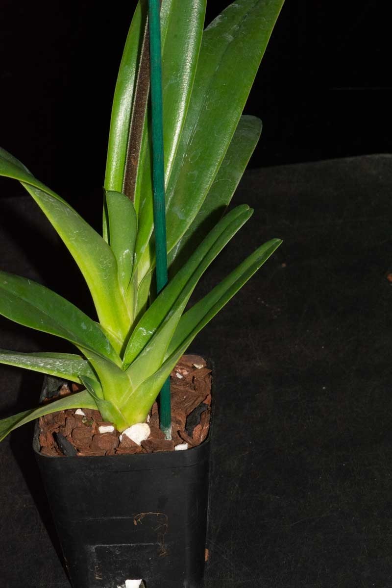 Paphiopedilum Julius #3 (rothschildianum x lowii), in spike