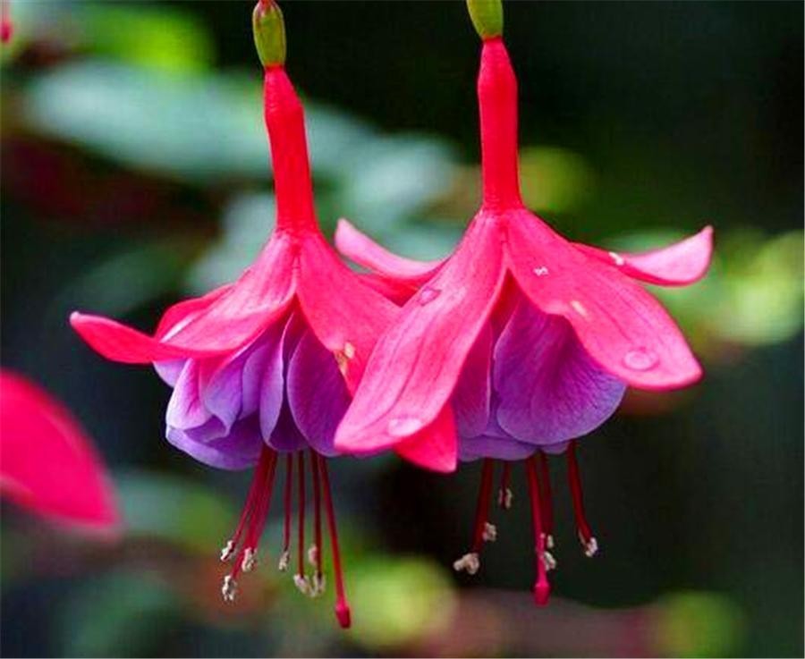 50pcs/bag Fuchsia Seeds Potted Flowers seeds,bonsai seeds.#1239