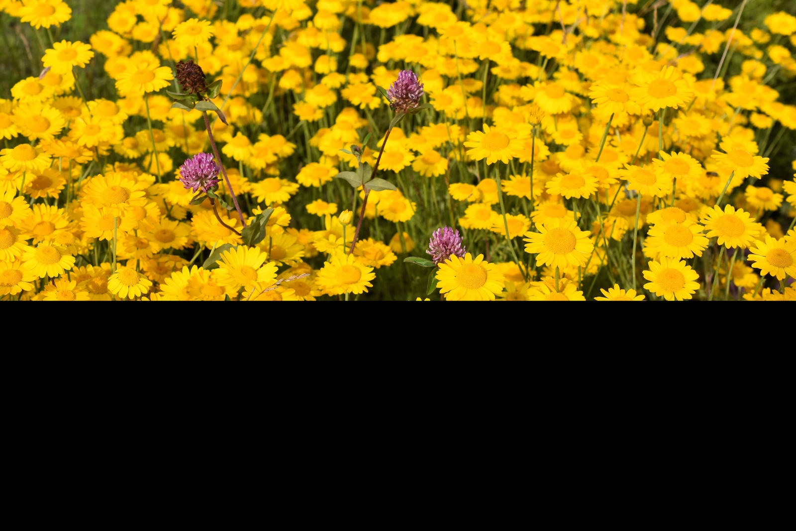 250 GOLDEN MARGUERITE DAISY Yellow Chamomile Anthemis Tinctoria Flower Seeds