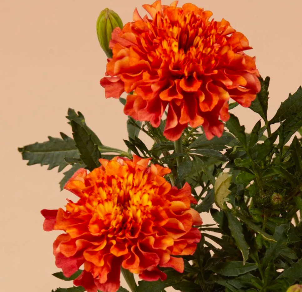 Strawberry Blonde Marigold: 20 Seeds