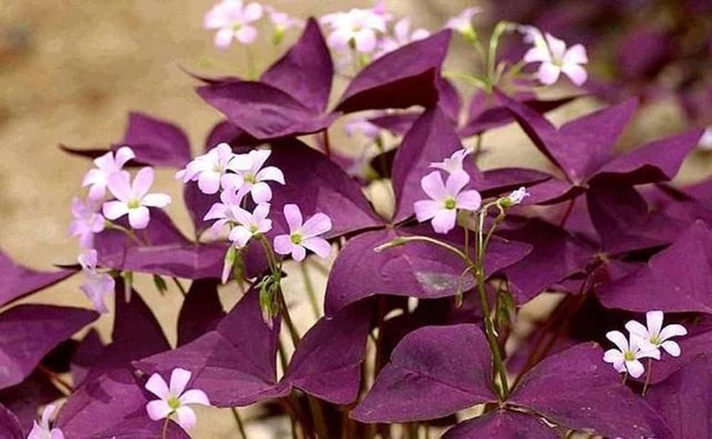 12PCS Purple Shamrocks Bulbs Good Luck Plant Purple Oxalis Bulbs for Planting…