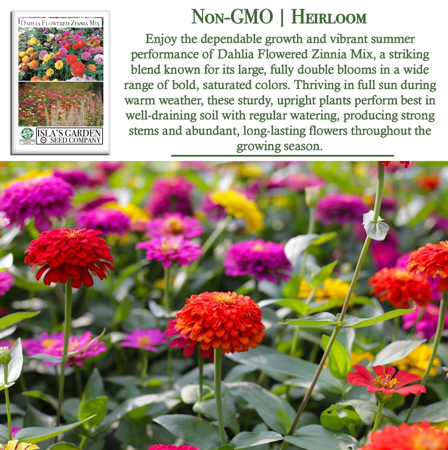 Dahlia Flowered Zinnia Mix Seeds (Zinnia Red, Pink, Yellow, White, Orange