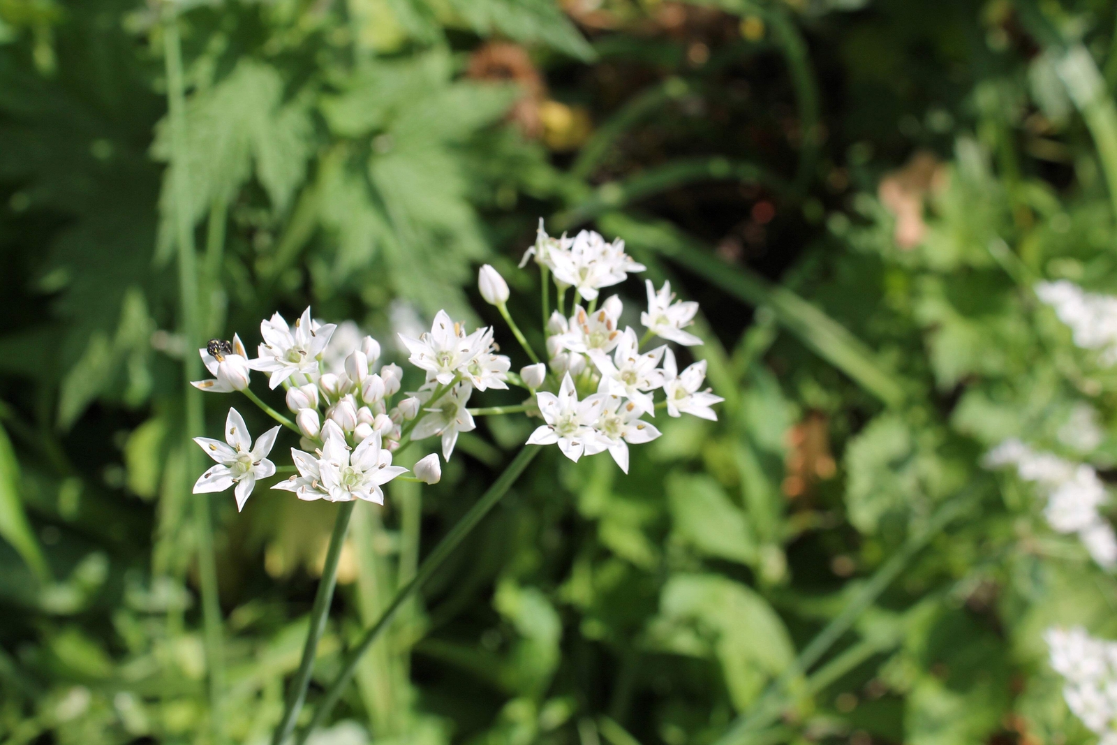 20 RAMP / WILD LEEK Allium Tricoccum Ramps Vegetable Herb Shade Flower Seeds