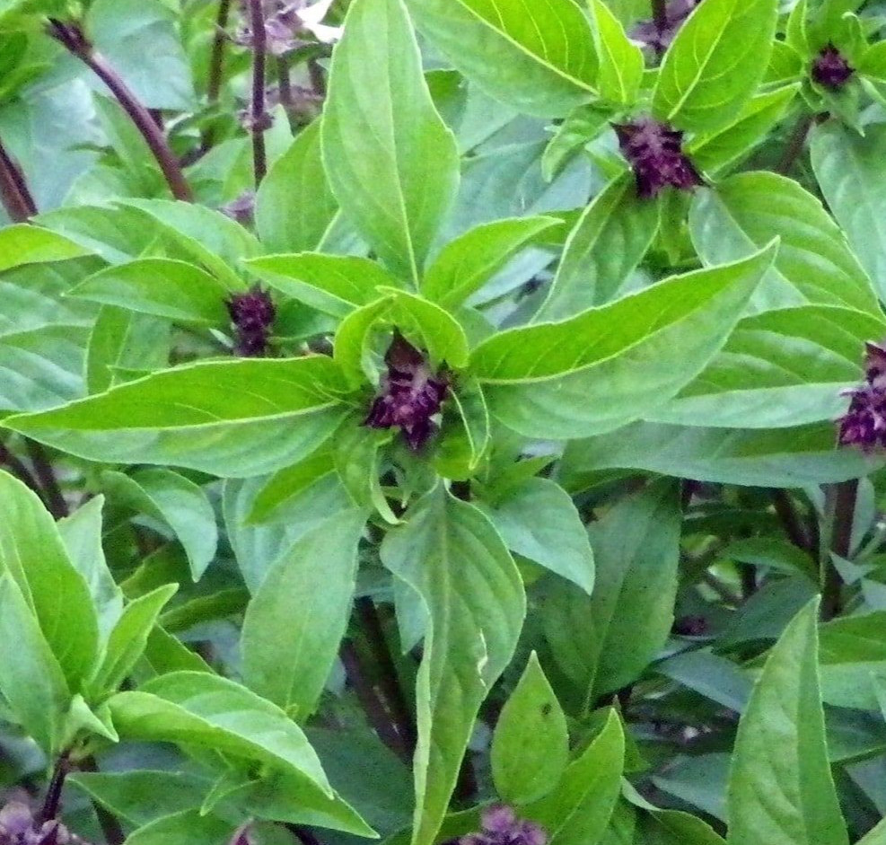CINNAMON BASIL SEEDS 600+ ANNUAL herb GARDEN culinary SPICES sweet FREE SHIPPING