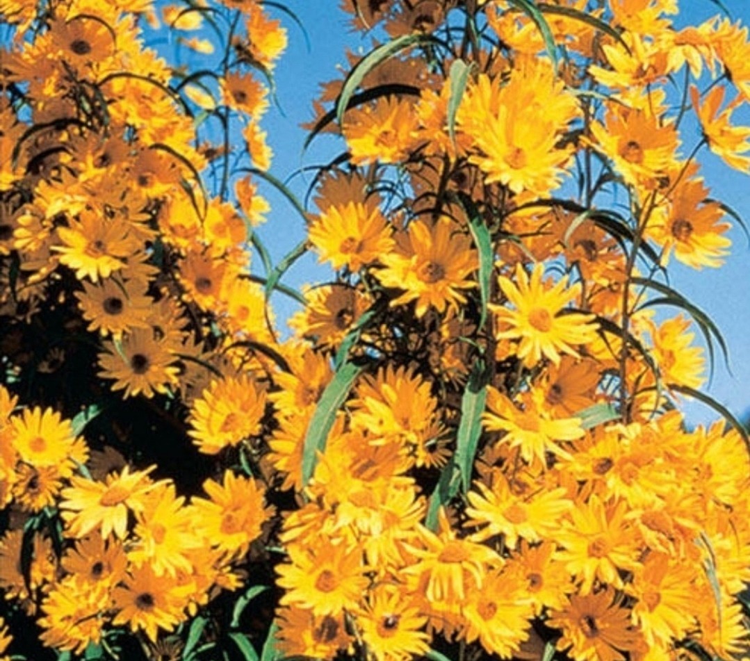 Maximillion Perennial Sunflower Seeds- Sun Choke- Jerusalem Artichoke- 50 Seeds