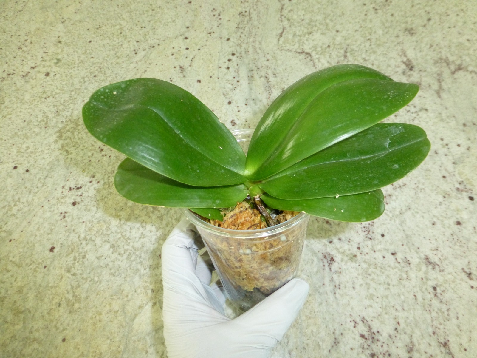 Orchid Phalaenopsis Phal. Mituo Sunrise “Snow Red” x Mituo Blue Cat In 3″ Pot