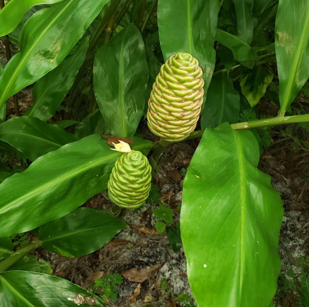Pinecone Ginger 5 Rhizomes Shampoo Ginger
