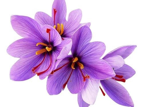 Saffron Crocus Corms – 10 Large Perennial Bulbs for Outdoor Planting, Purple Blo