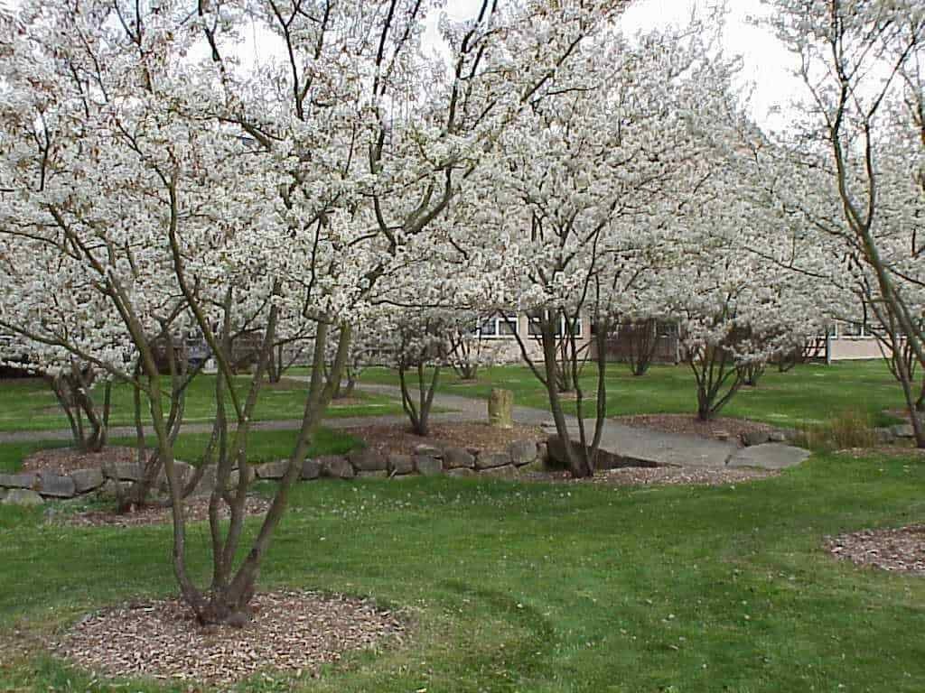 1 Saskatoon serviceberry plant Amelanchier alnifolia, edible . Zones 4-7