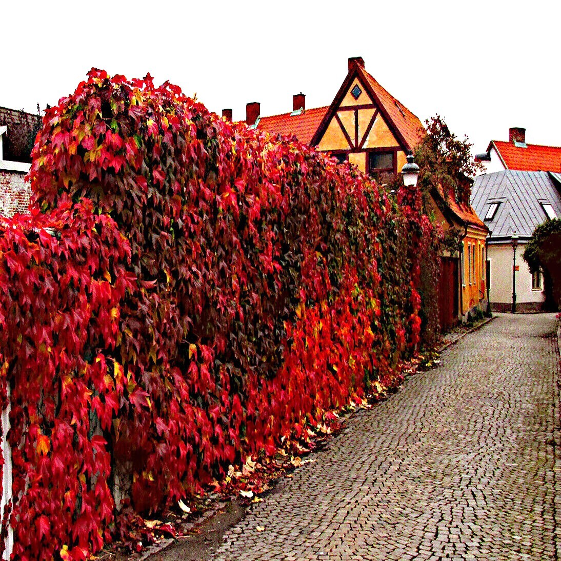 Virginia Creeper Vine Seeds Parthenocissus quinquefolia Fast Hardy Climber Plant