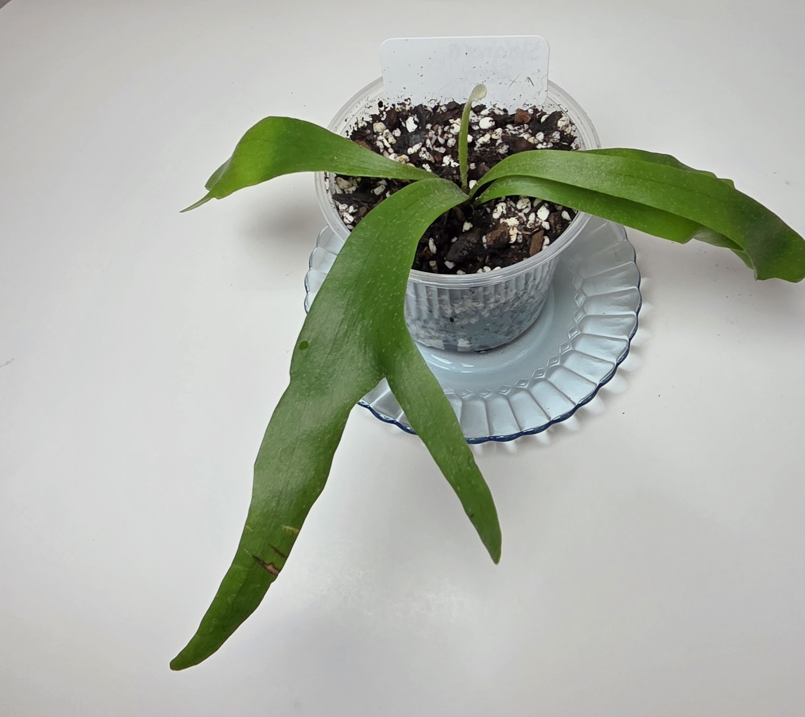 Staghorn Fern Platycerium bifurcatum Netherlands