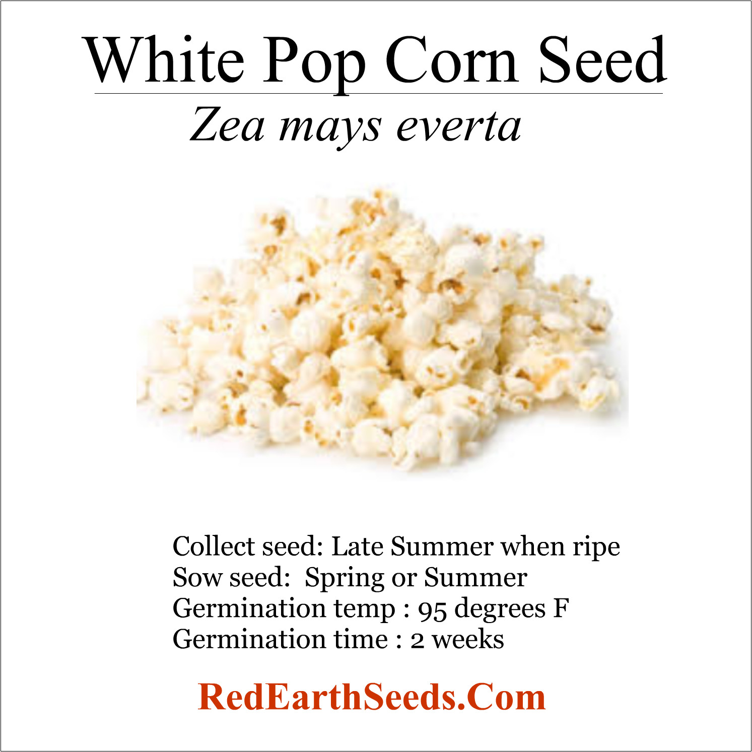 White Pop Corn Seed – 100 Kernels – Zea mays everta