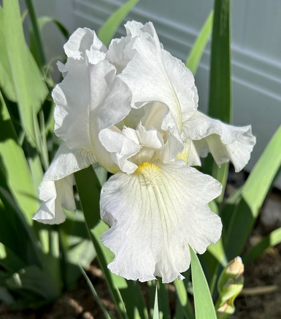 ‘Immortality’ iris rhizome + gift, combined shipping $1 each additional