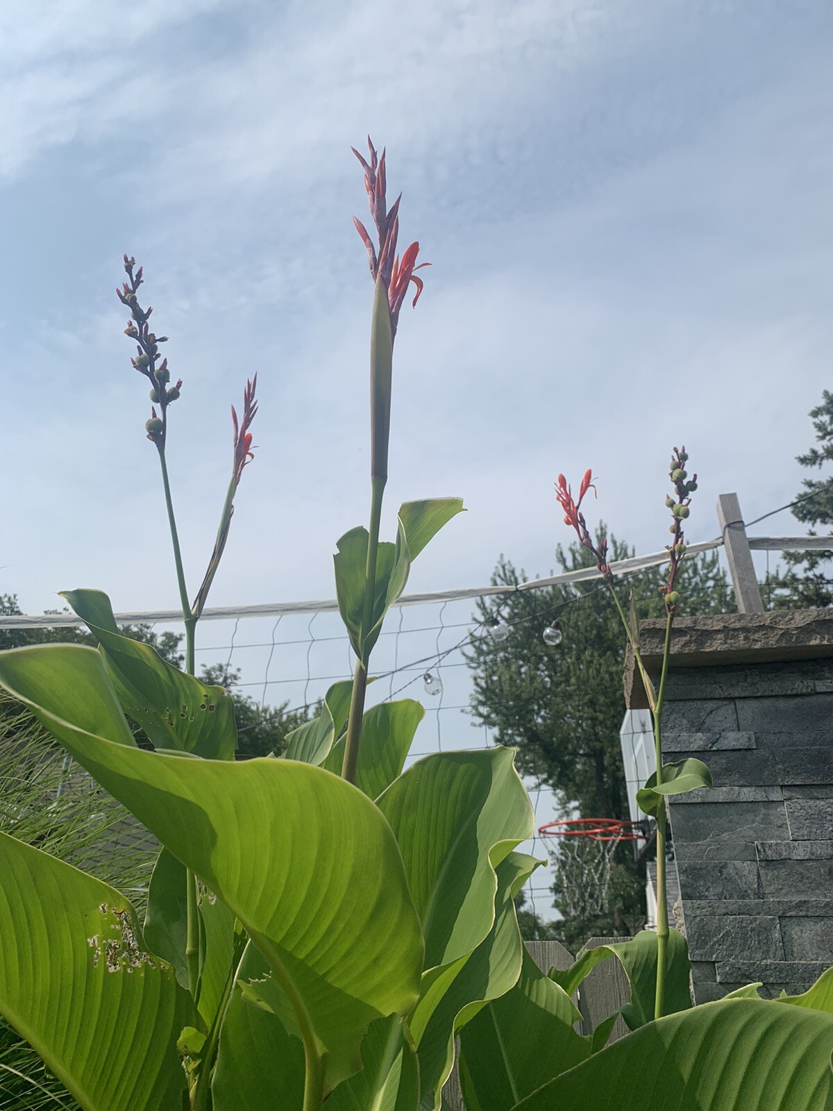 Rare Jumbo Canna Lily Rhizome 1 Pure Green Musifolia ~ Red/Orange/ Flower