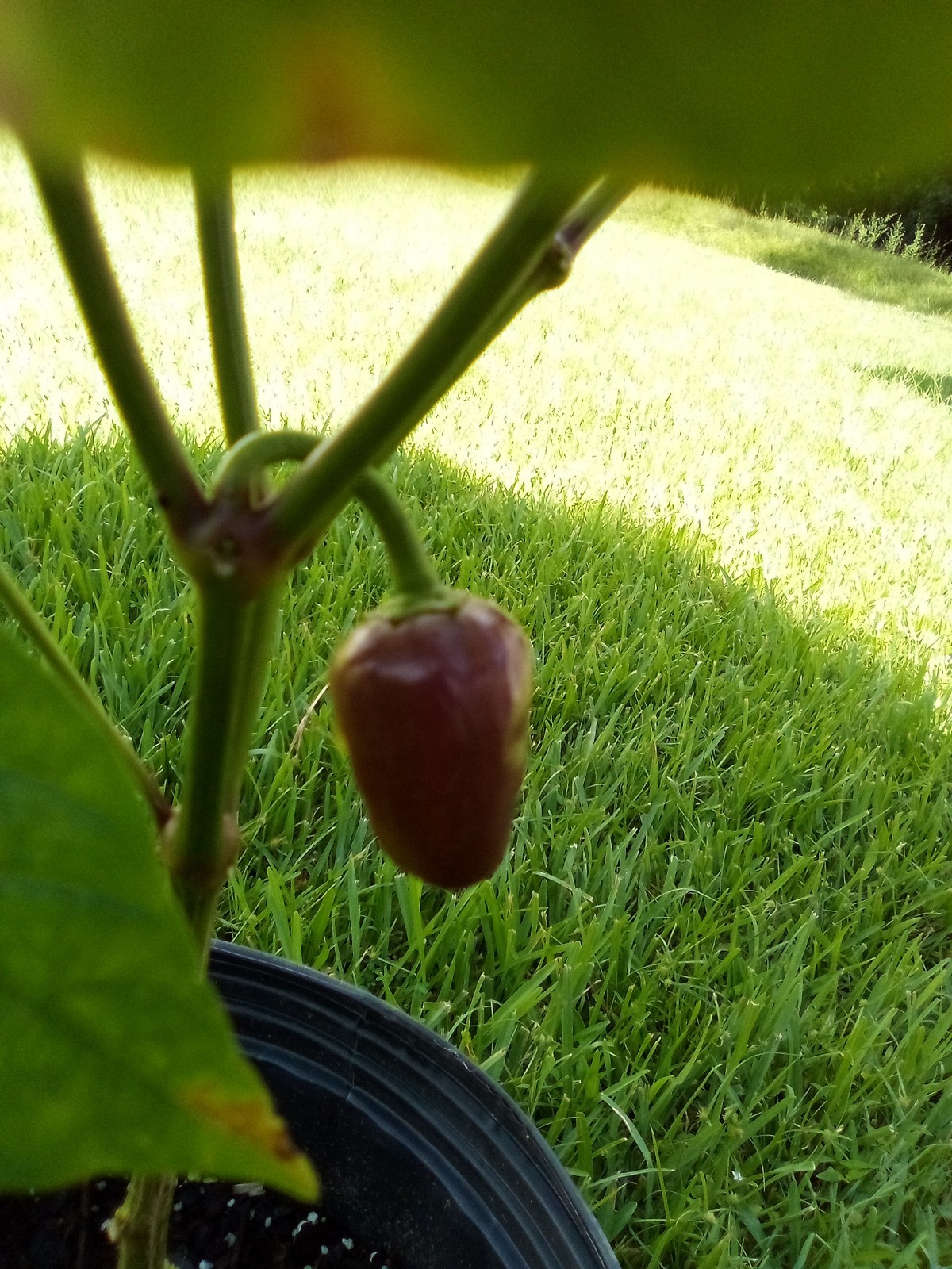 Purple Side Kick Pepper Seeds (Sweet &Spicy)