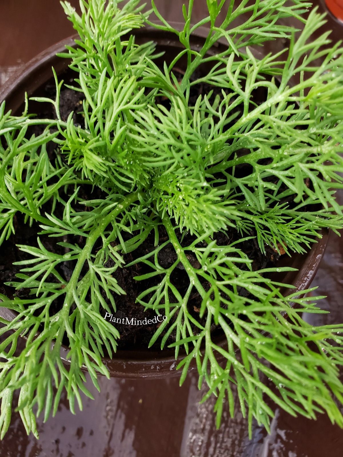 German chamomile | Aromatic Tea Herb | Matricaria Chamomilla | 200+ SEEDS