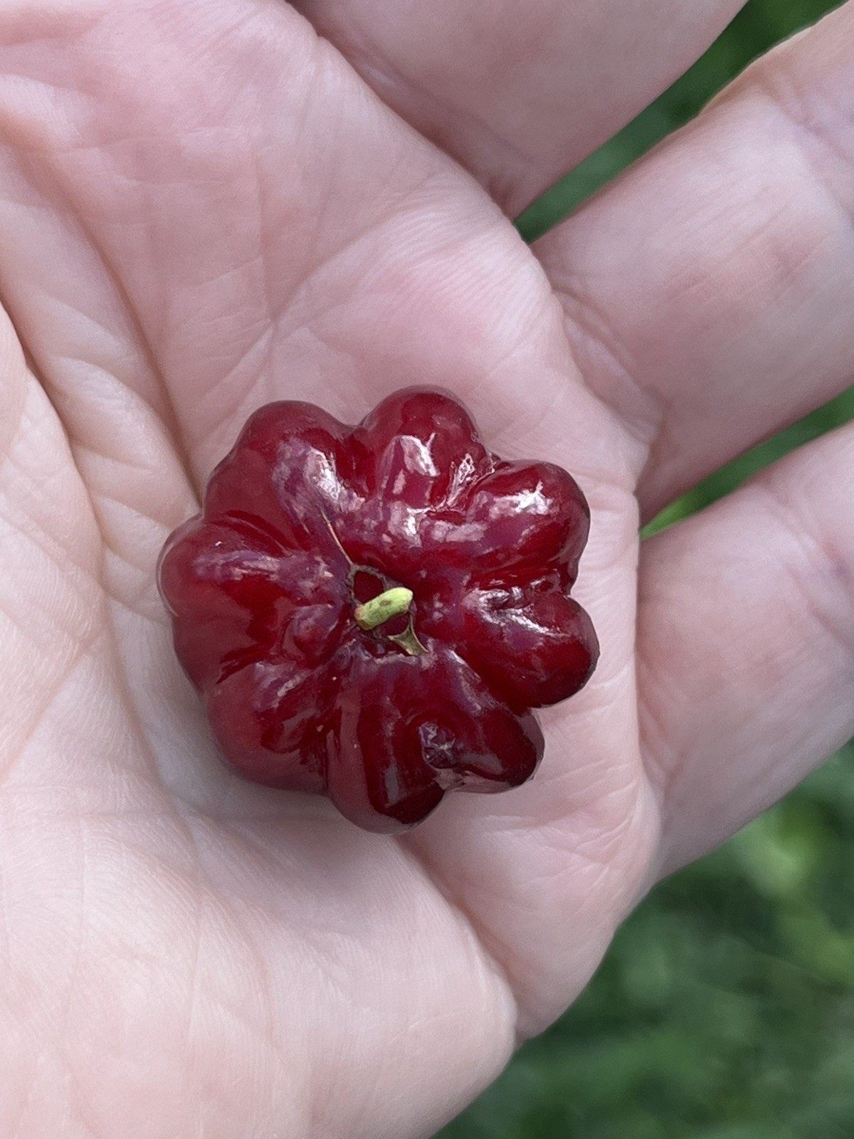 20 FRESH BLACK SURINAM CHERRY SEEDS – UNIFLORA – BEST SELLER!
