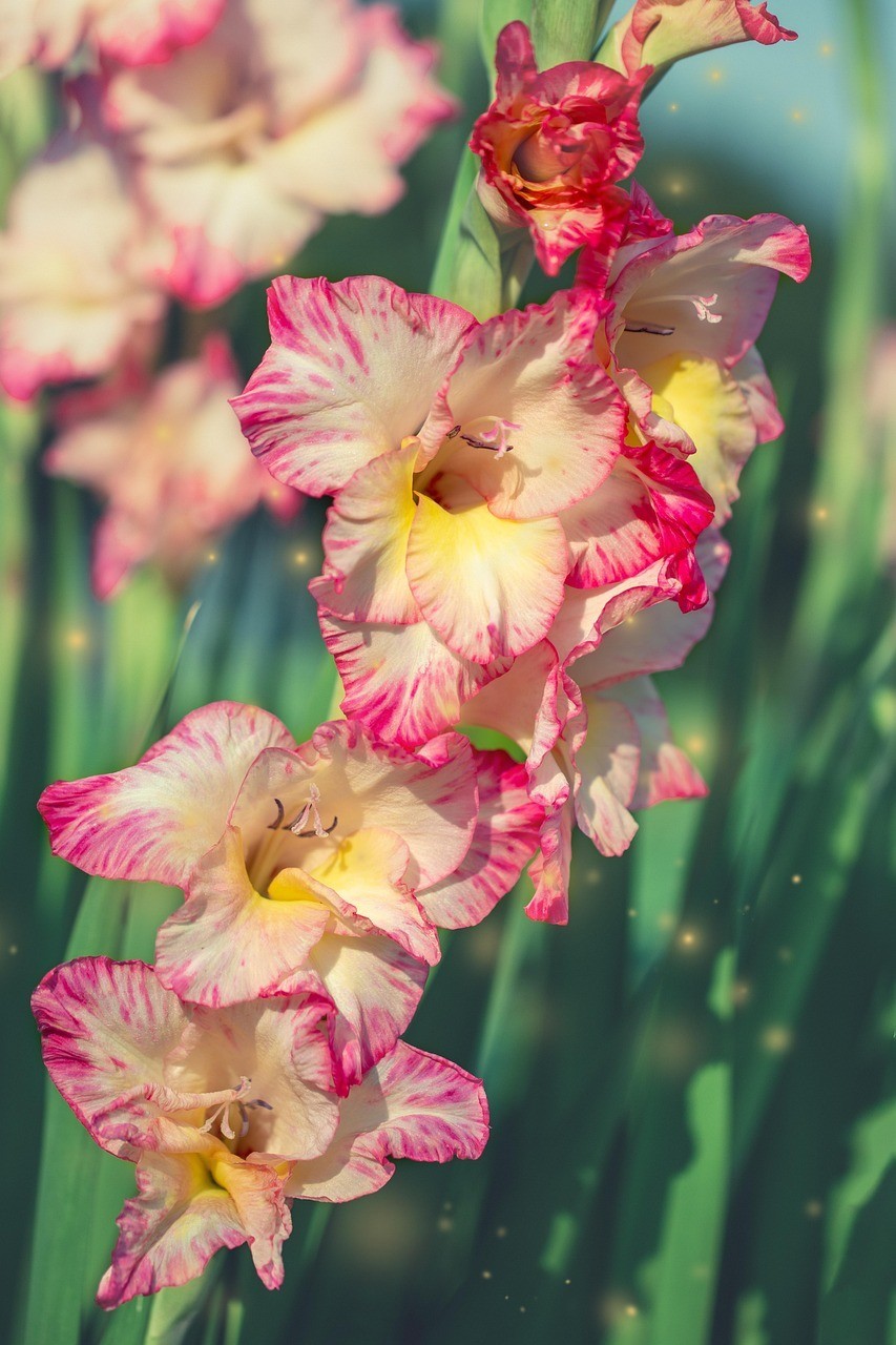 Gladiolus hortulanus – Gladiolus Flower Bulbs | Pack of 2 Premium Blooming Bulbs