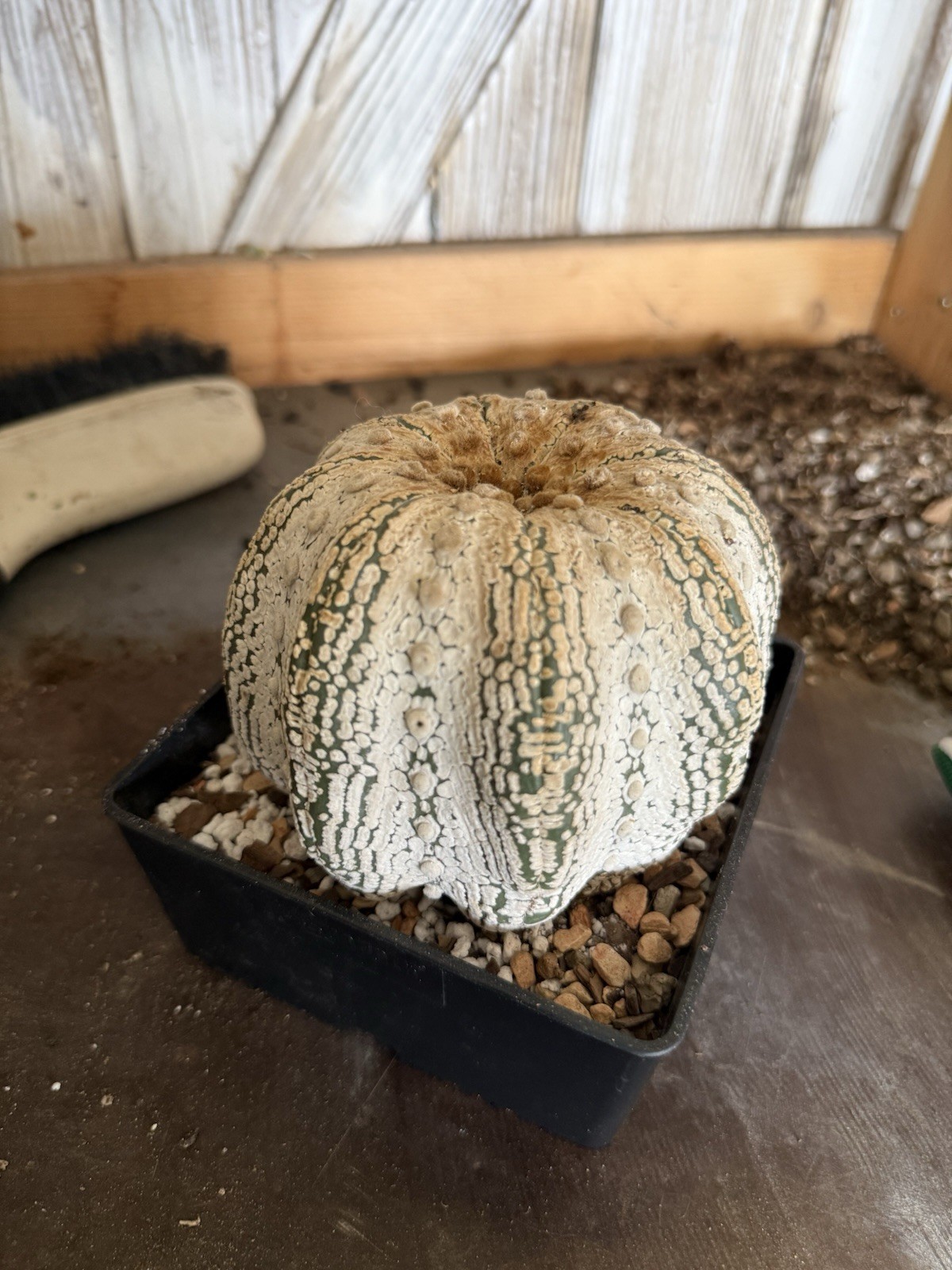 Astrophytum Cactus Potted Succulent w/ Pot 4×4 in, 3 in Tall, Full Sun