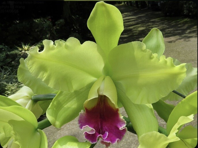 Rlc Donna Kimura ‘Paradise Tami’ X Helen Brown ‘Sweet Afton’ Orchid Eros 5″ Pot