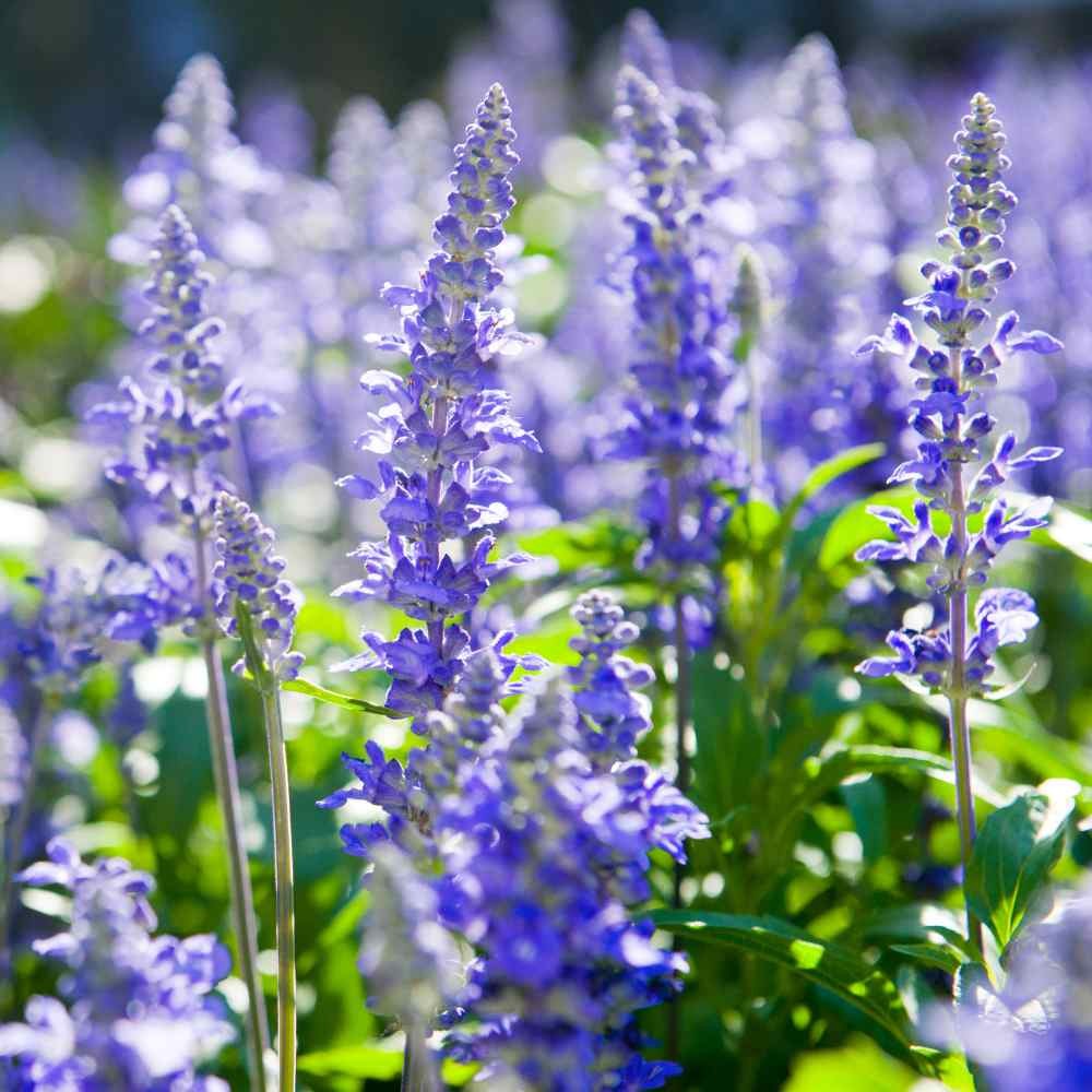 1000 Seeds Hyssop Seed – Blue Hyssopus Officinalis Herb Seeds