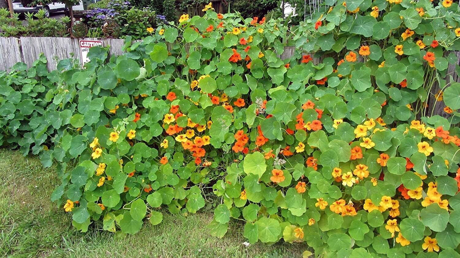 Tall Trailing Mix Nasturtium for Planting – Attractive Mixed Color Blooming Vine