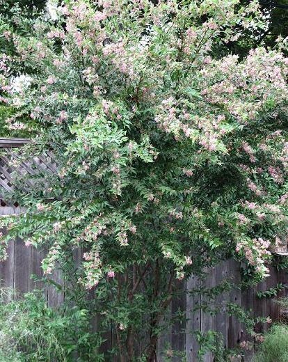 Barbados Cherry (Malpighia emarginata) – 1 TC Plant/Plug – 3-6 inches – Edible!!
