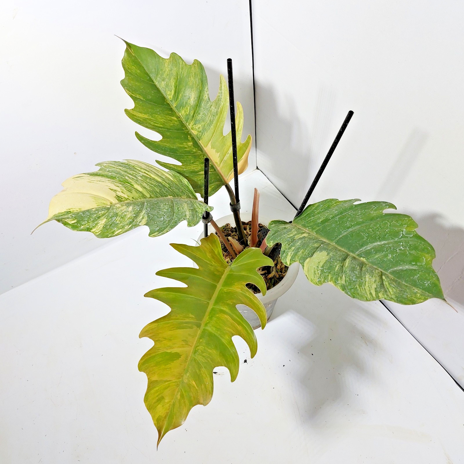 Philodendron Caramel Marble Variegated Free Phytosanitary