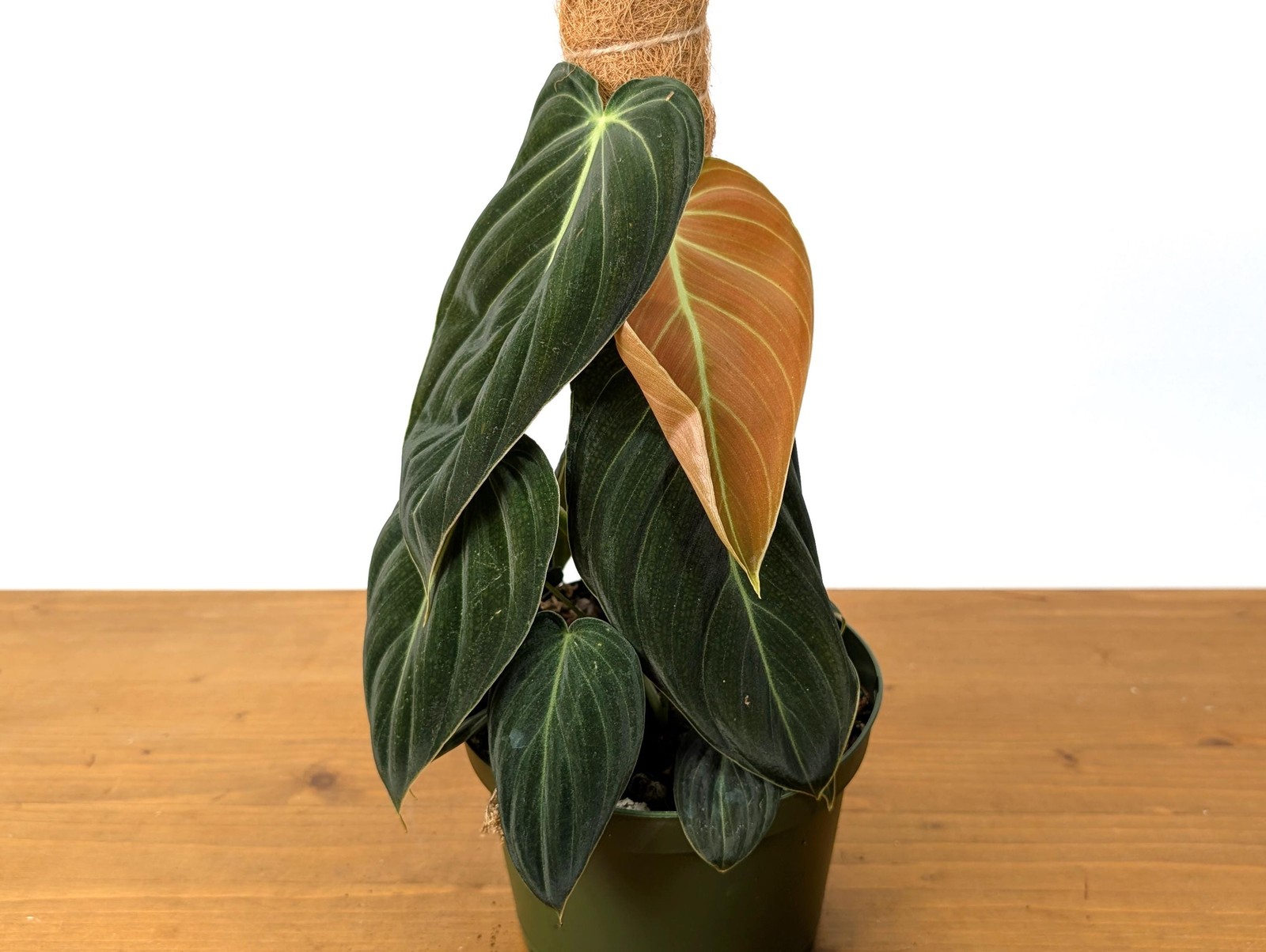 FULL & LARGE Philodendron Melanochrysum 2+ Plants per Pot – 4 Inch Pot
