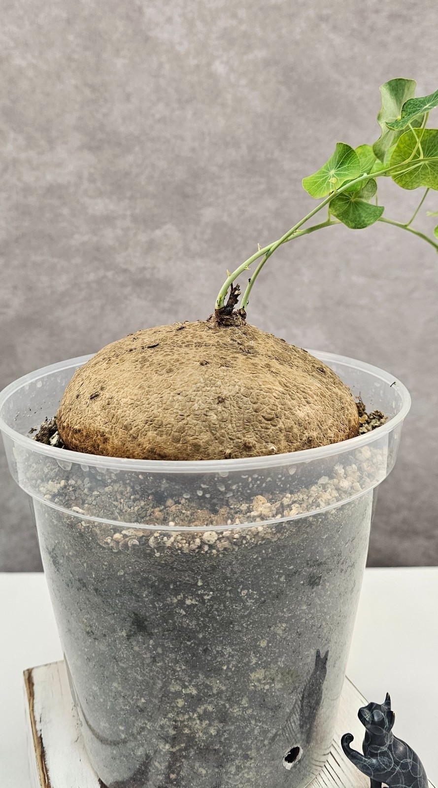 HUGE & HEAVY! Stephania Erecta – Succulent – FEMALE W/ SEEDS!!! – Succulent