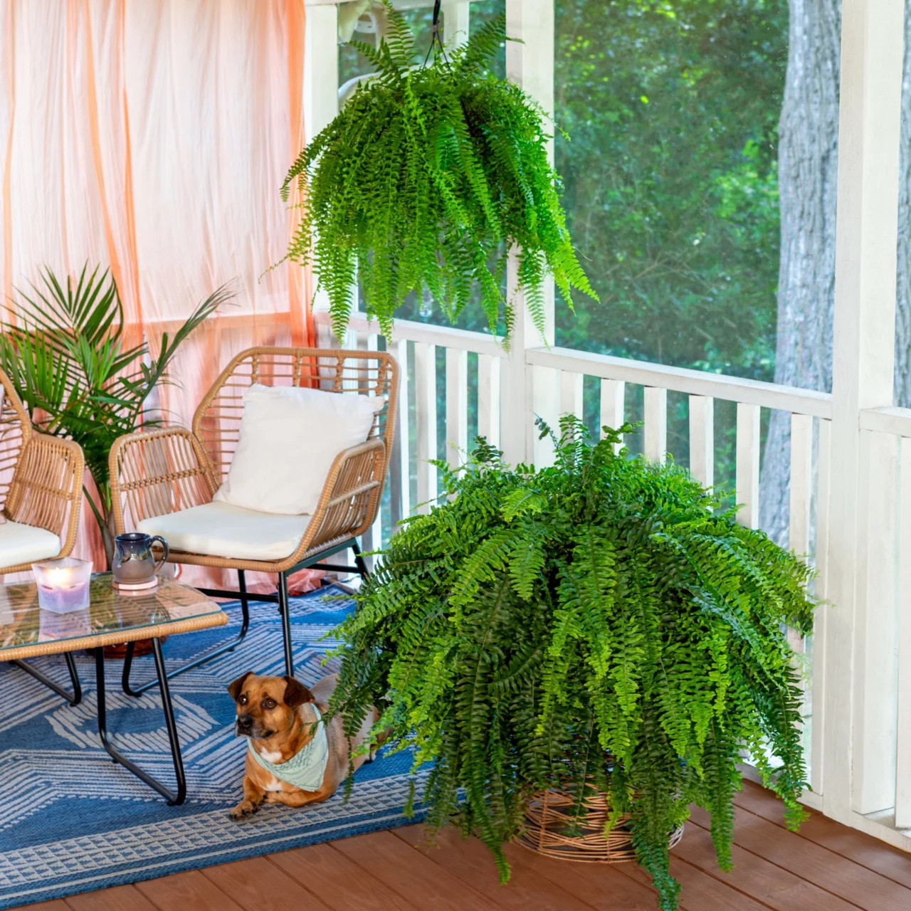 Live Green Boston Fern Plant Hanging Basket 1.5 Gallon Shade Patio Plant