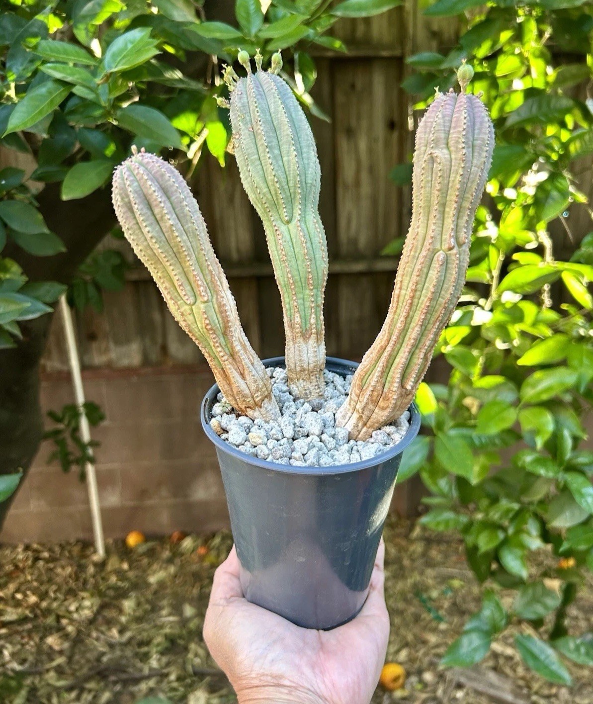 Euphorbia obesa Hybrid, Lot Of 3, Succulents not Cactus FEMALE Rare