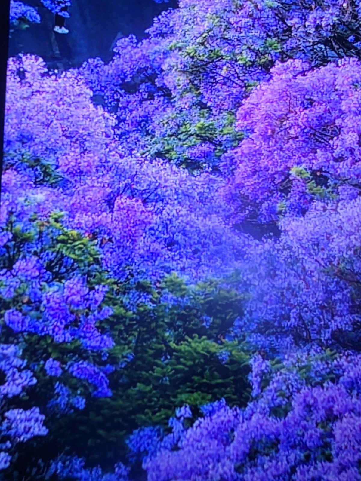 2 Jacaranda Mimosifolia Tree Seedling Live Plant Aprox. 4″ tall Blue / Purple ?