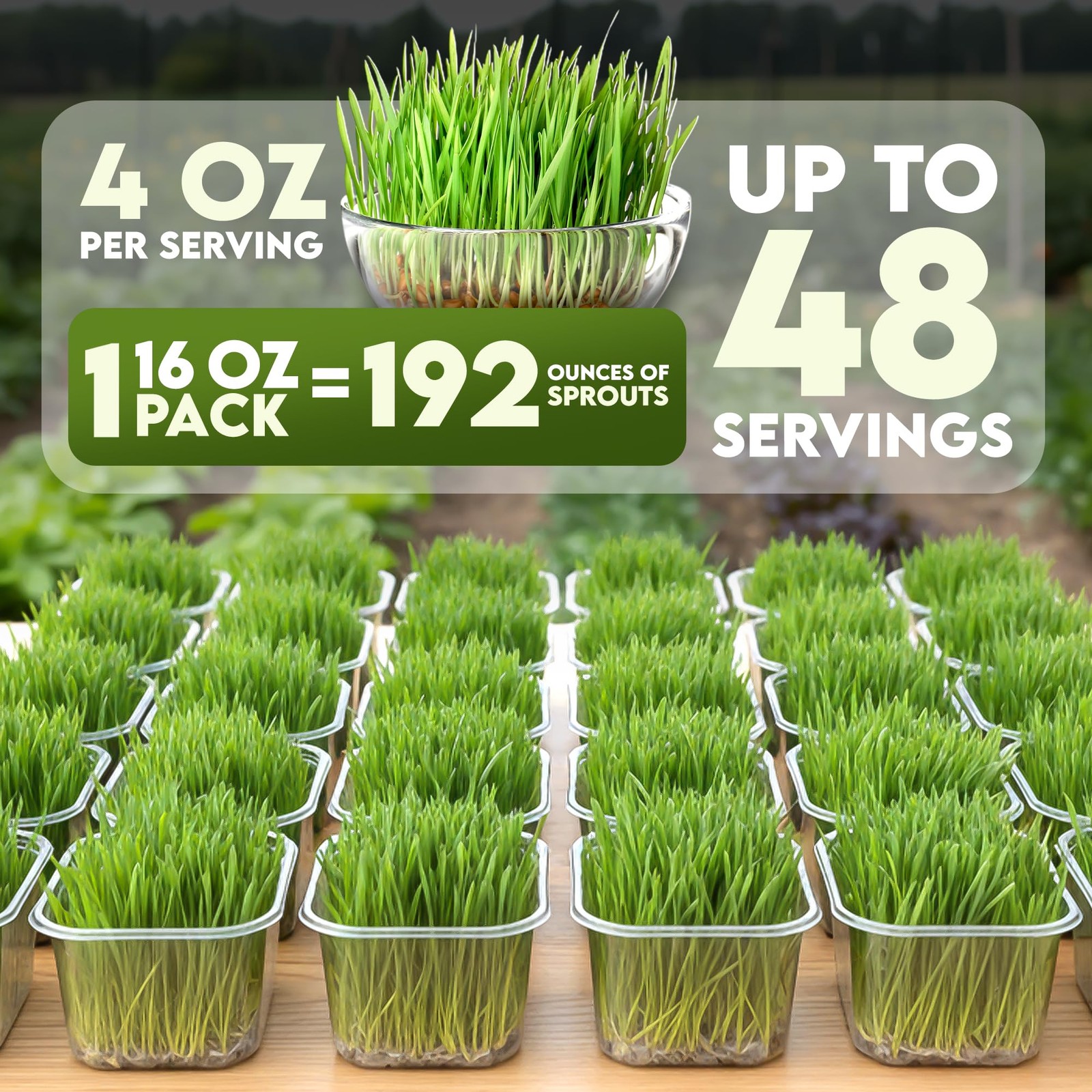 Organic Wheat Grass Seeds 16oz For Growing Sprouts Juicing Cat Food