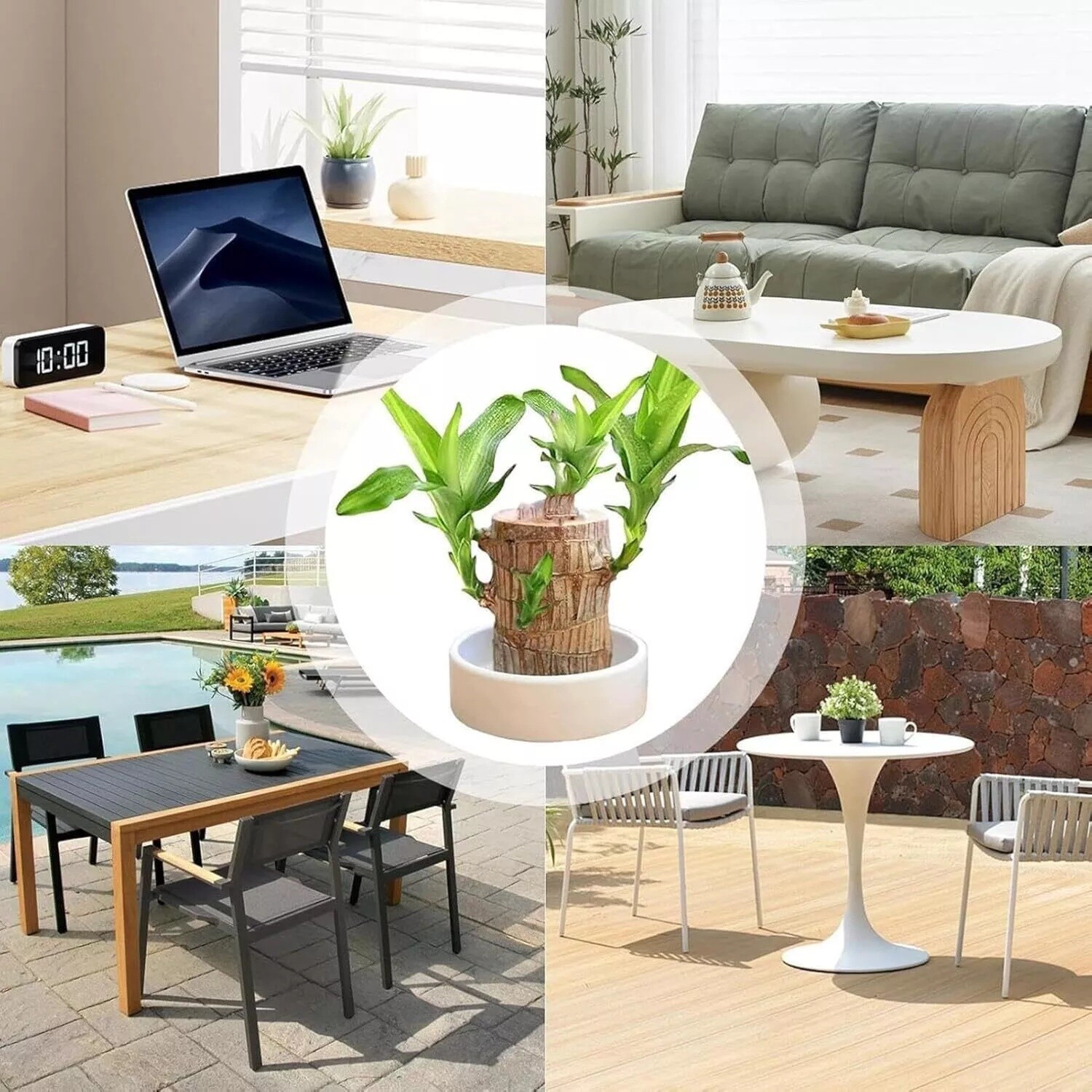 Brazilian Wood Plant Water Raise Mini Brazil Lucky Wood Potted Tree Indoor Decor