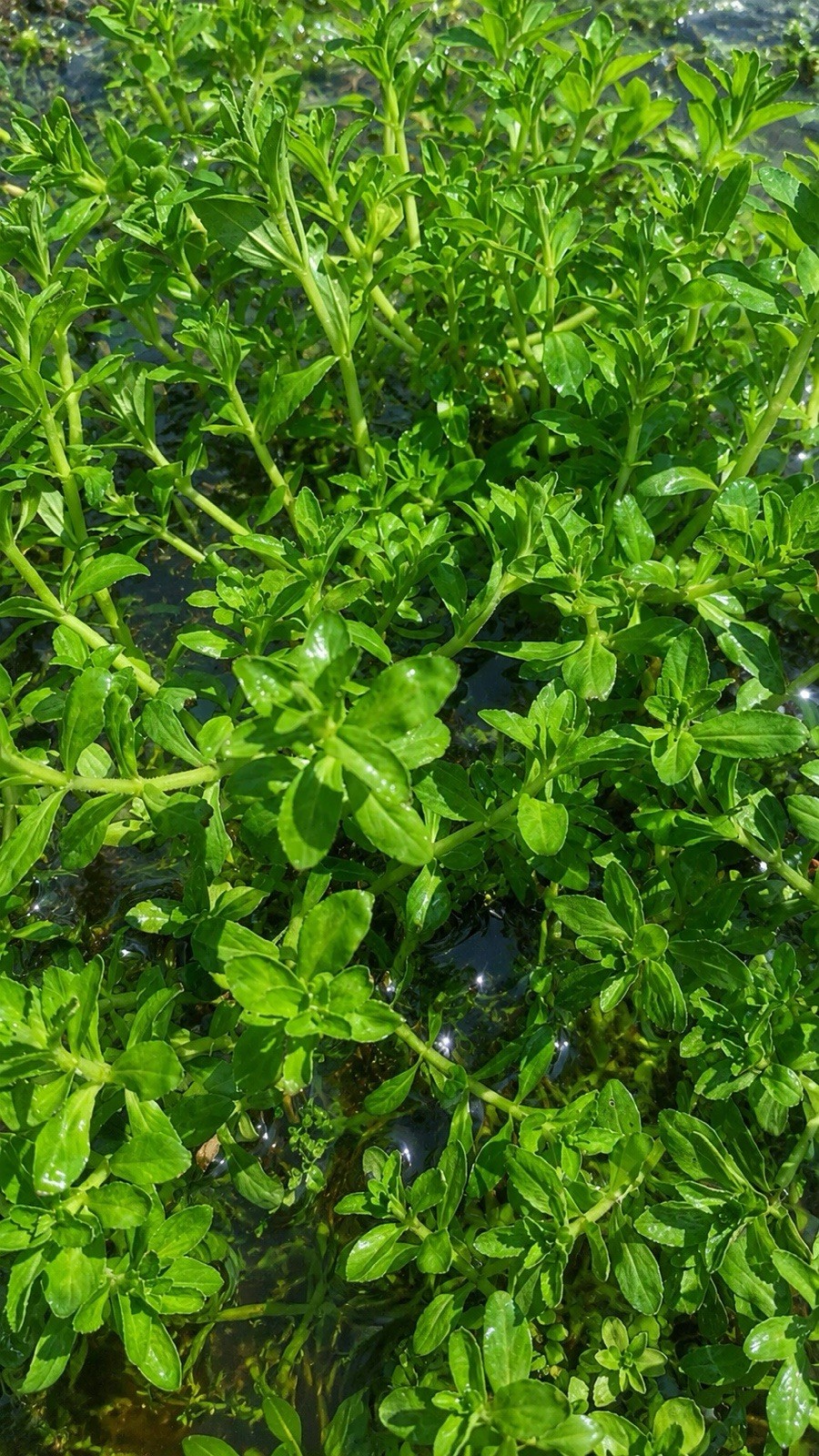 A Bunch Rice paddy herb Limnophila Live Aquarium Plant Buy 2 Get 1 Free