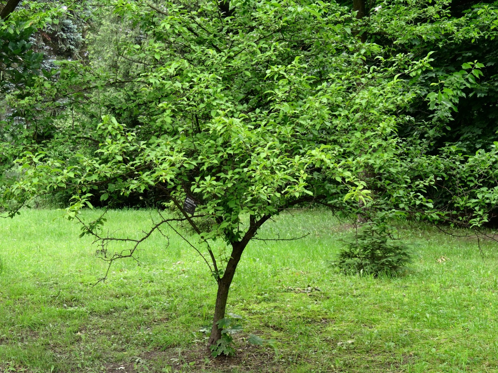 3 American Plum Tree – 12-24″ Tall Starter Plant – Prunus americana