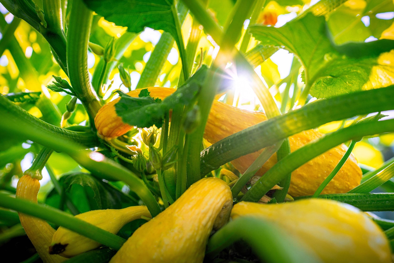 50 Yellow CROOKNECK SQUASH Summer Cucurbita Pepo Vegetable Seeds *Flat S/H