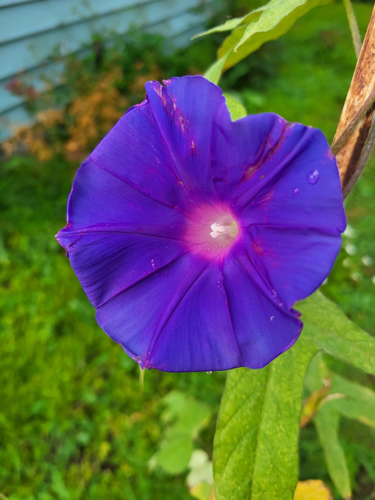 Japanese Morning Glory-Blue Suede Blooms-Annual-8 Seeds from my yard 2022