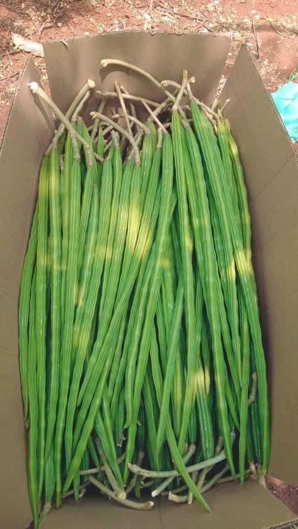 100 Moringa Seeds Approx | Moringa Seeds for Planting | Excellent Germination…