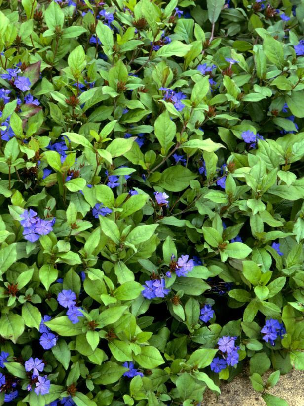 Hardy Plumbago Ceratostigma 15 Plants in 3-1/2 inch Pots