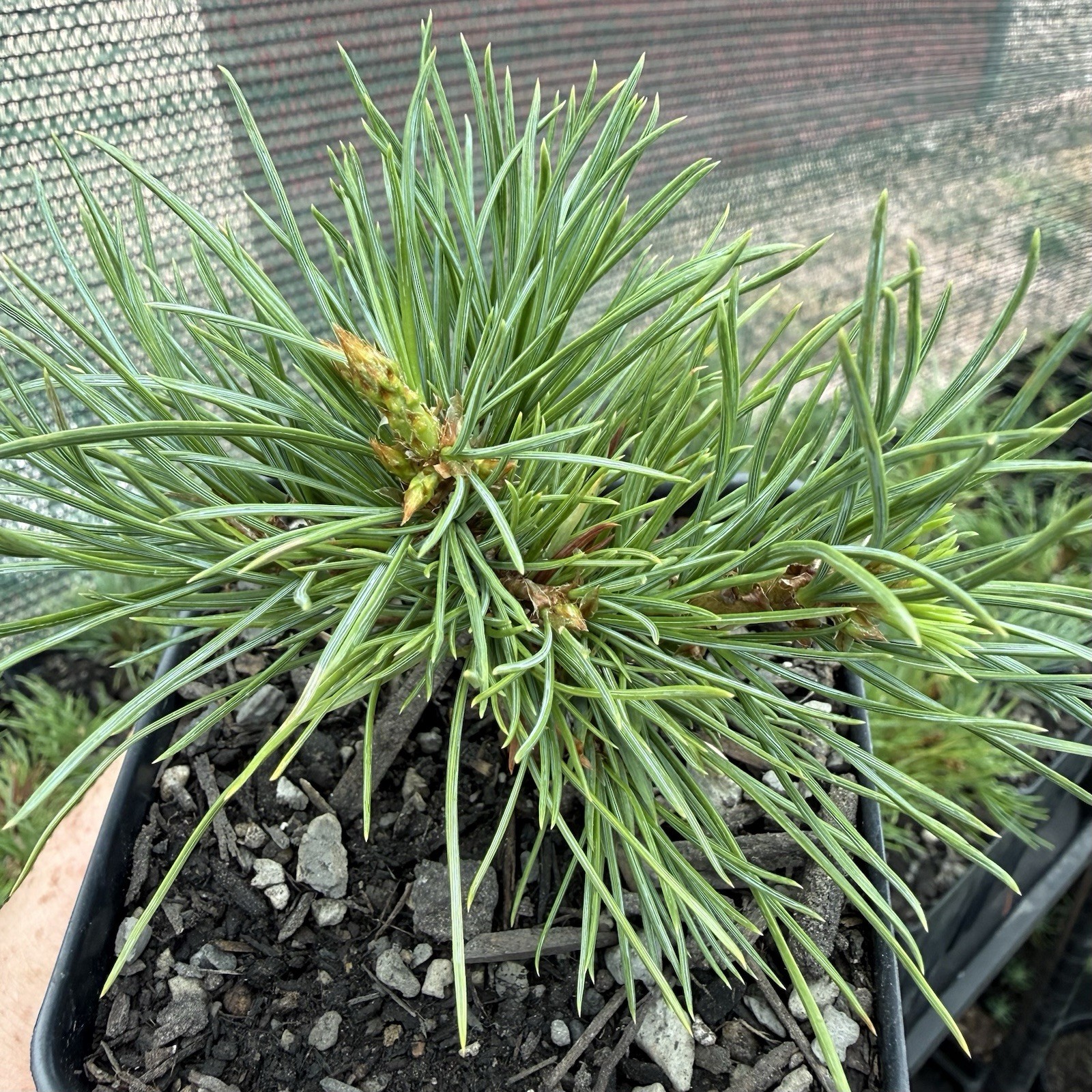 Limber Pine Tree Seedlings in Pots, 3-5” Tall, Pinus Flexilis