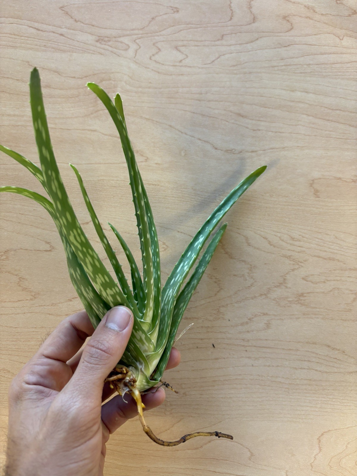 Aloe Vera Barbadensis Miller Plant 7-8″ bare root – Medicinal –